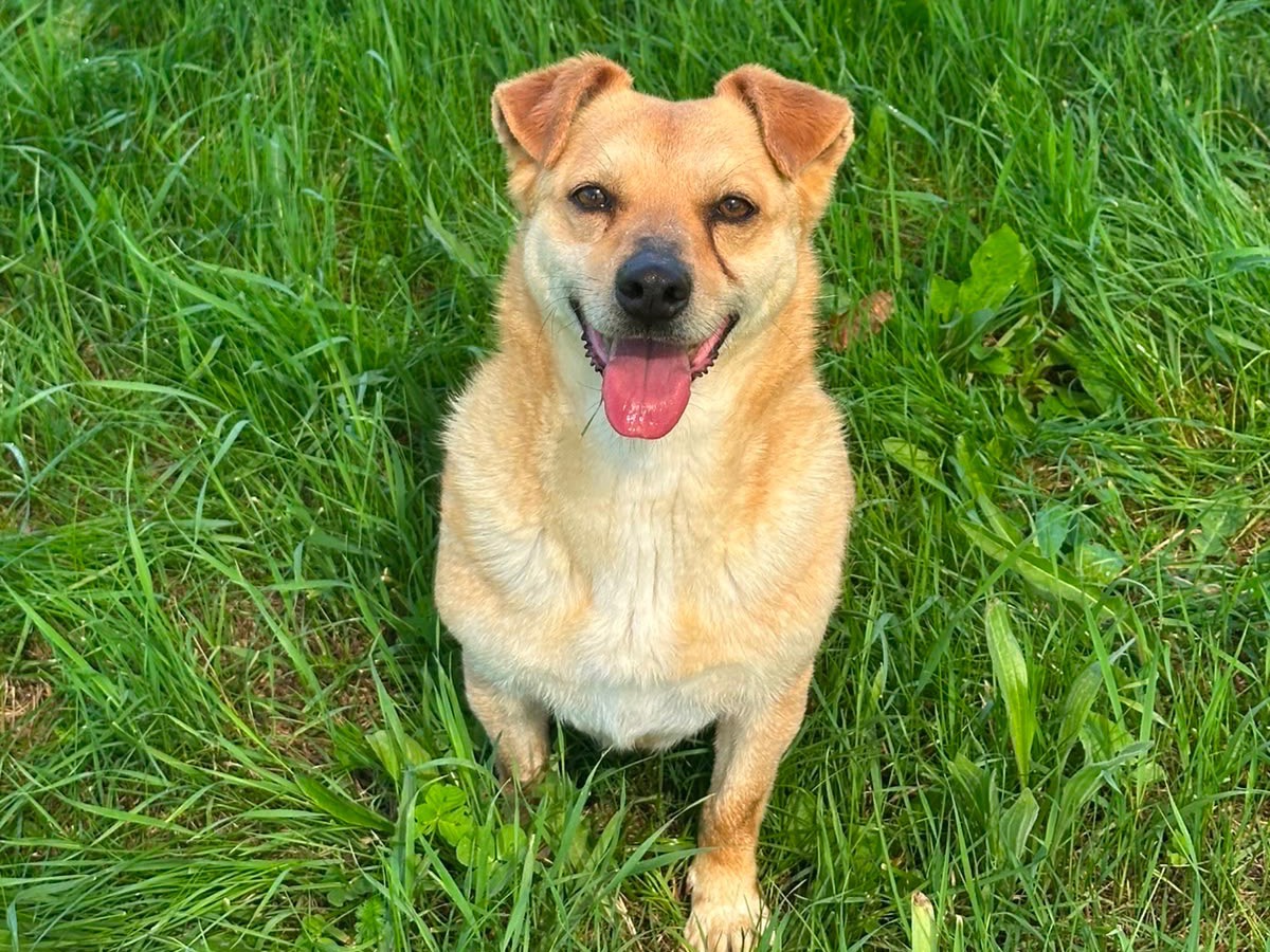 Adozione cane, femmina, Razza sconosciuta Razza sconosciuta, 5 anni e 5 mesi, taglia media contenuta, Salerno