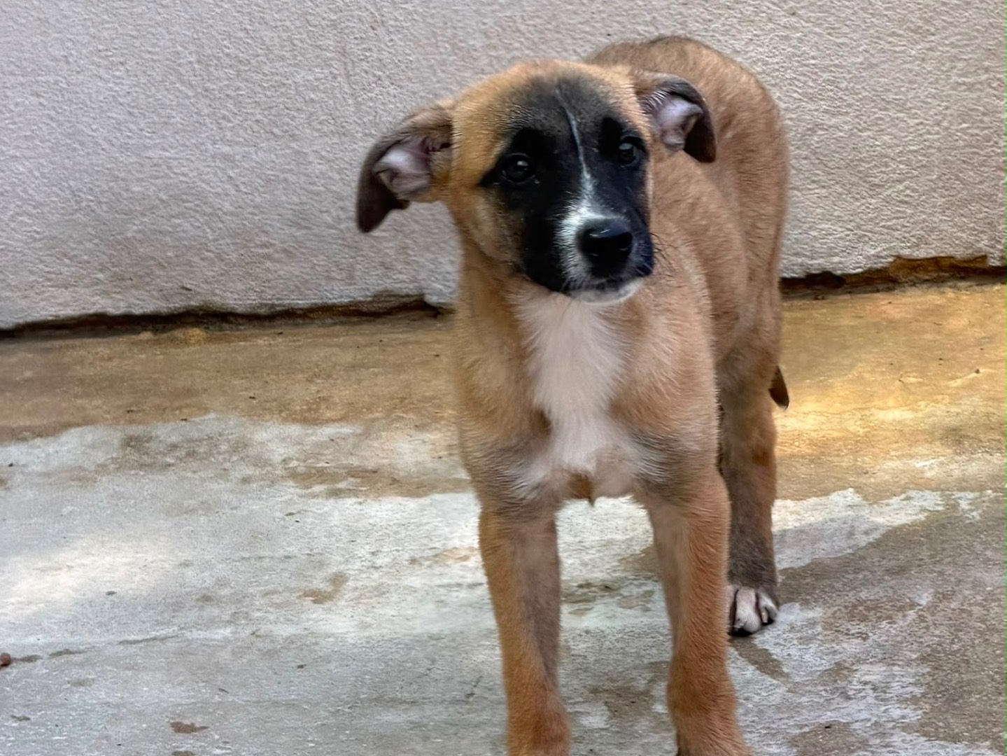 Adozione cane, femmina, Razza sconosciuta Razza sconosciuta, 3 mesi, taglia media contenuta, Salerno