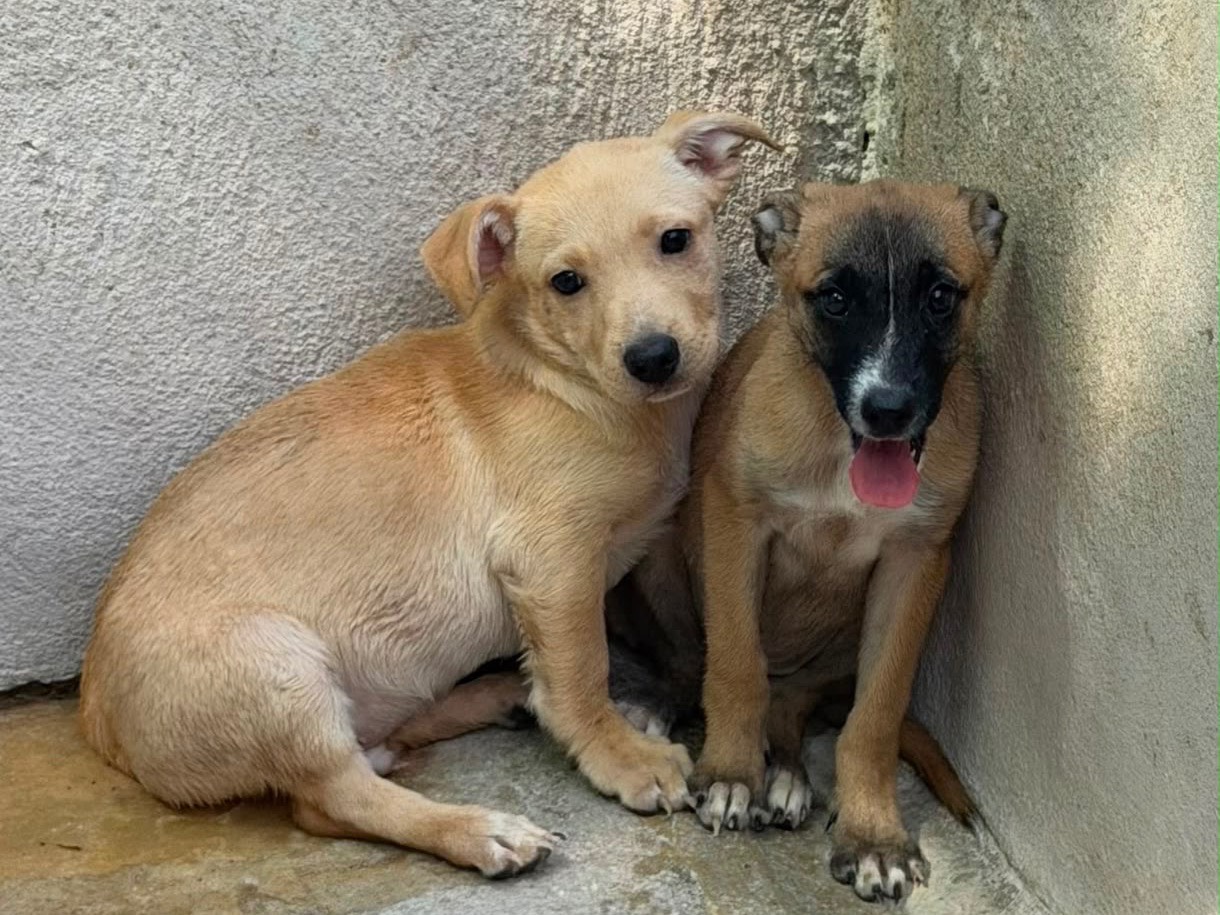 Adotta un cane, femmina, 3 mesi, Salerno