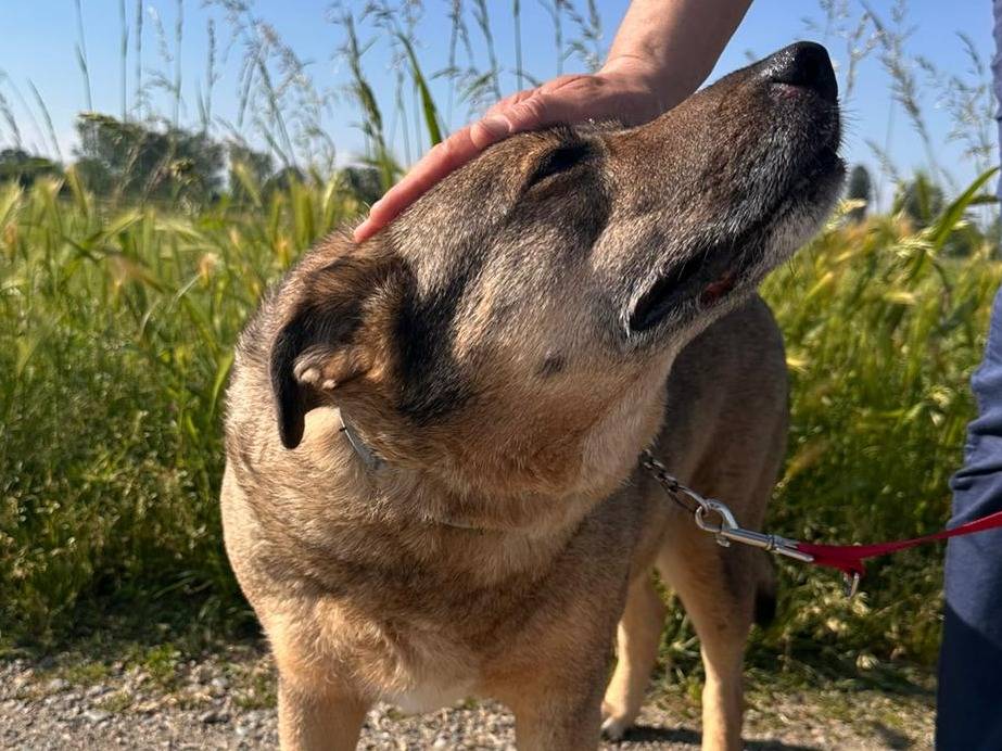 Vuoi adottare un cane a Pavia?
