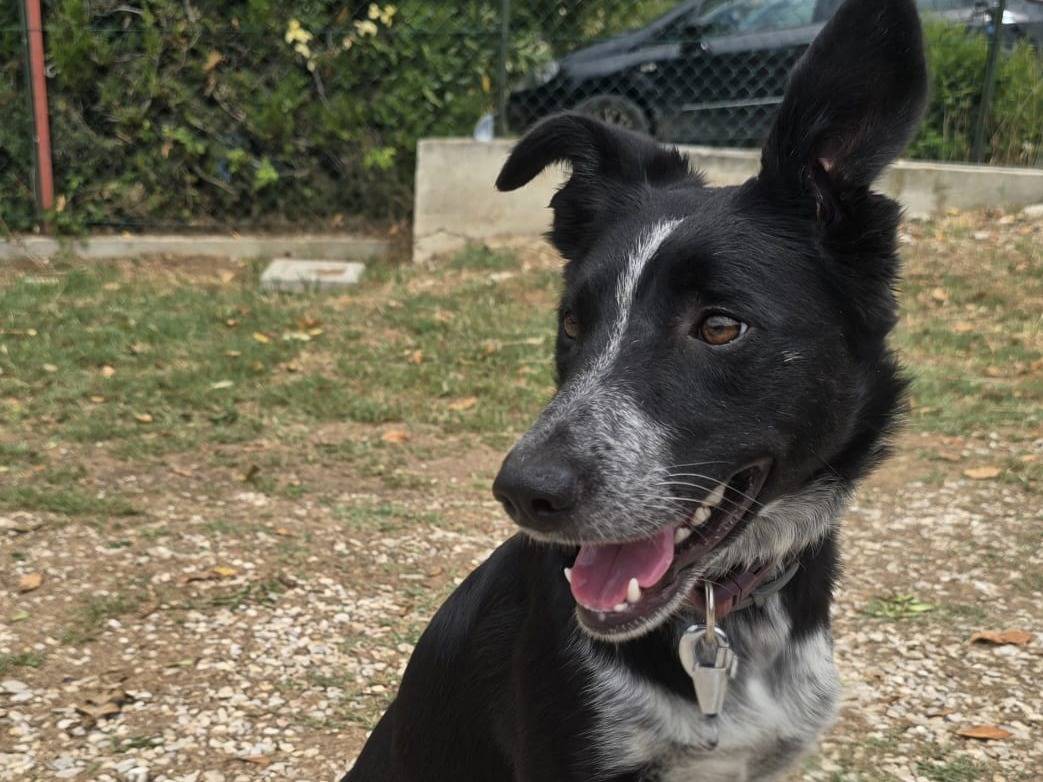 Adozione cane, femmina, Razza sconosciuta Razza sconosciuta, 3 anni e 5 mesi, taglia media contenuta, Teramo