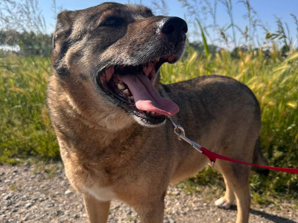 Adotta un cane, femmina, 10 anni e 1 mese, Pavia