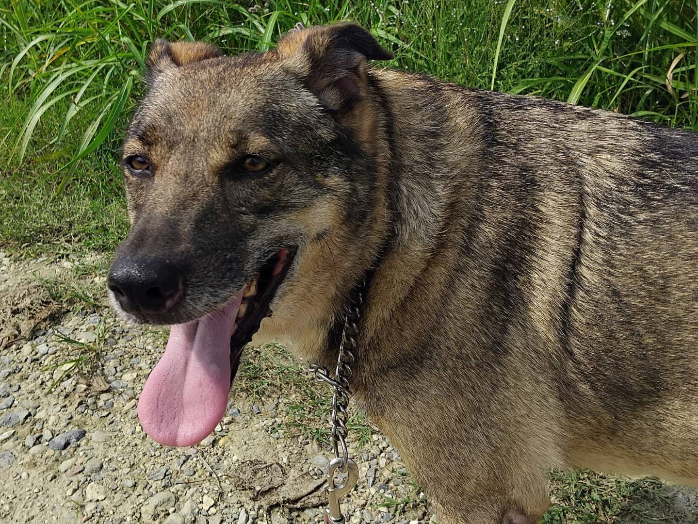 Adozione cane, femmina, Razza sconosciuta Razza sconosciuta, 10 anni e 1 mese, taglia media, Pavia
