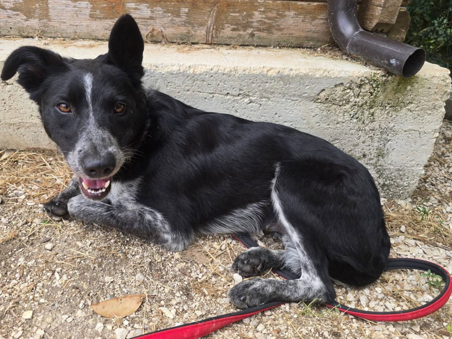 Adotta un cane, femmina, 3 anni e 5 mesi, Teramo