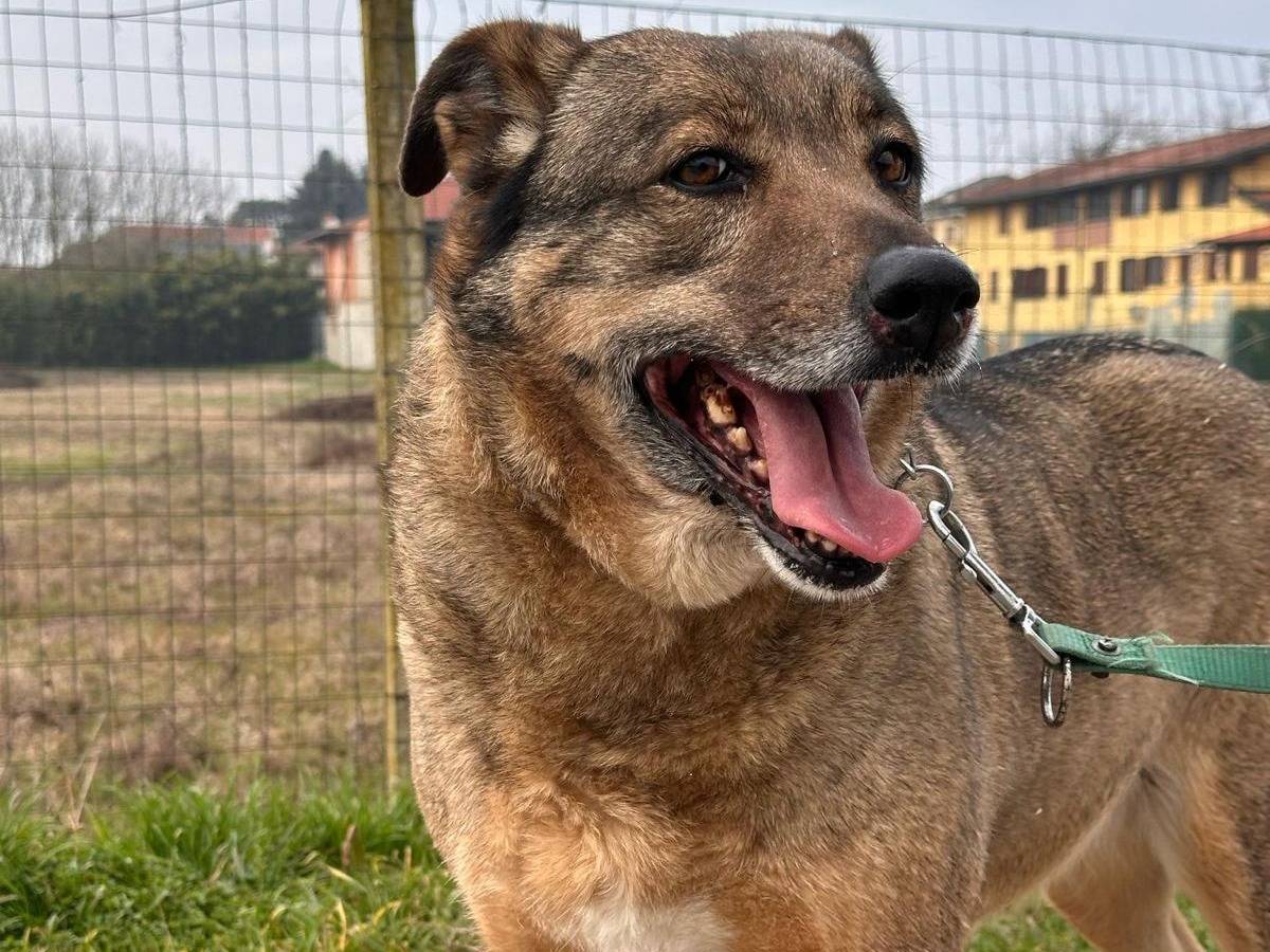 Adotta un cane, taglia media, femmina, Pavia