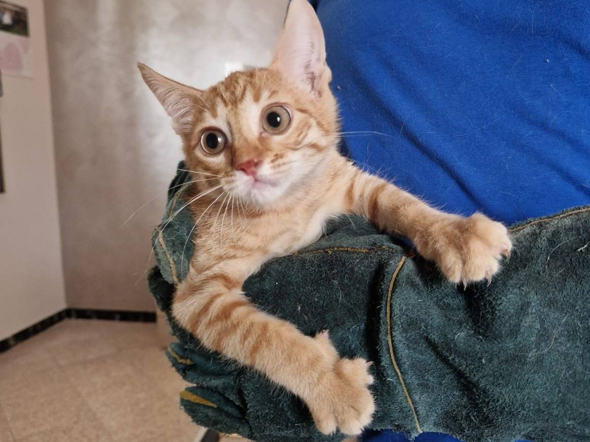 Adotta un gatto, maschio, 3 mesi, Frosinone