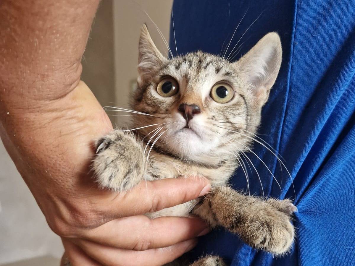 Adozione gatto, femmina, Razza sconosciuta Razza sconosciuta, 3 mesi, taglia non valida, Frosinone
