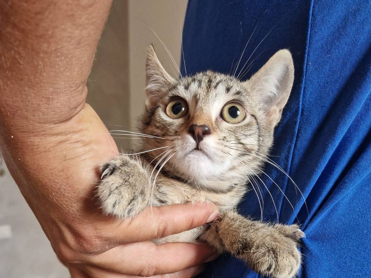 Adotta un gatto, femmina, 3 mesi, Frosinone