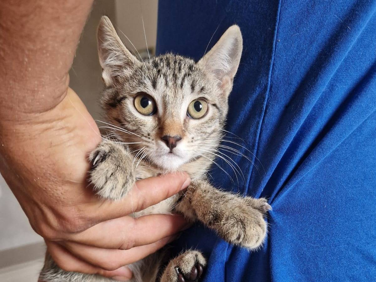 Adotta un gatto, taglia non valida, femmina, Frosinone