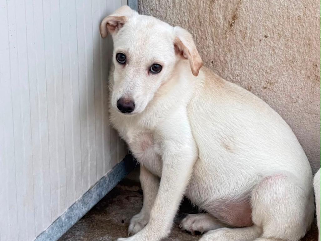 Adozione cane, femmina, Razza sconosciuta Razza sconosciuta, 3 mesi, taglia media, Salerno