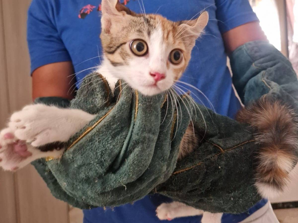 Adozione gatto, femmina, Razza sconosciuta Razza sconosciuta, 3 mesi, taglia non valida, Frosinone
