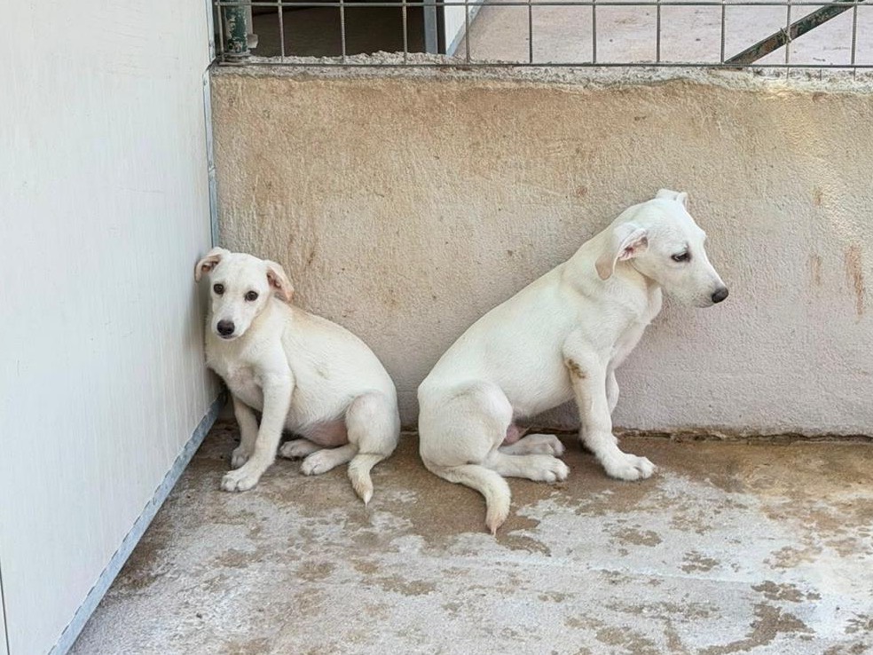 Adotta un cane, femmina, 3 mesi, Salerno