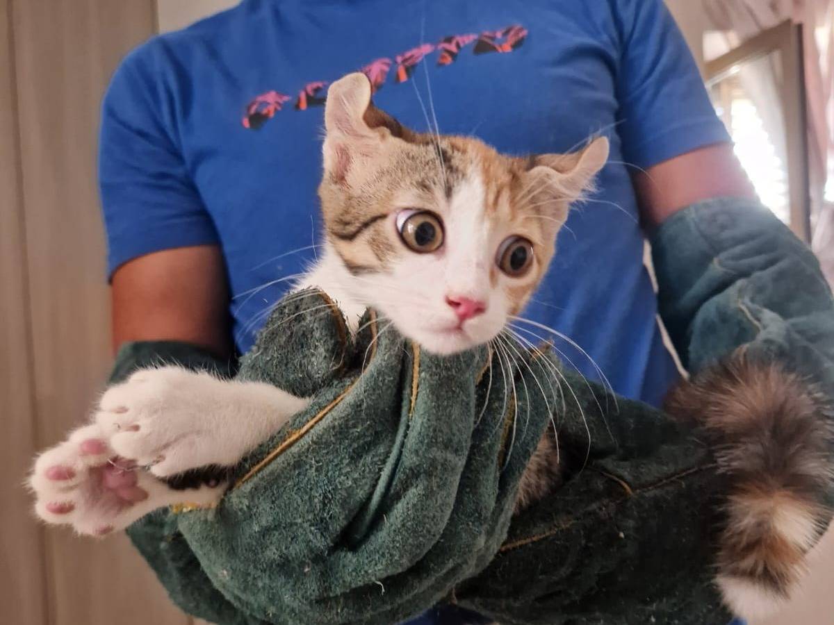 Adotta un gatto, femmina, 3 mesi, Frosinone