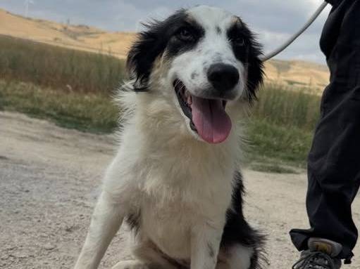 Adozione cane, femmina, Border Collie Razza sconosciuta, 8 mesi, taglia media contenuta, Matera
