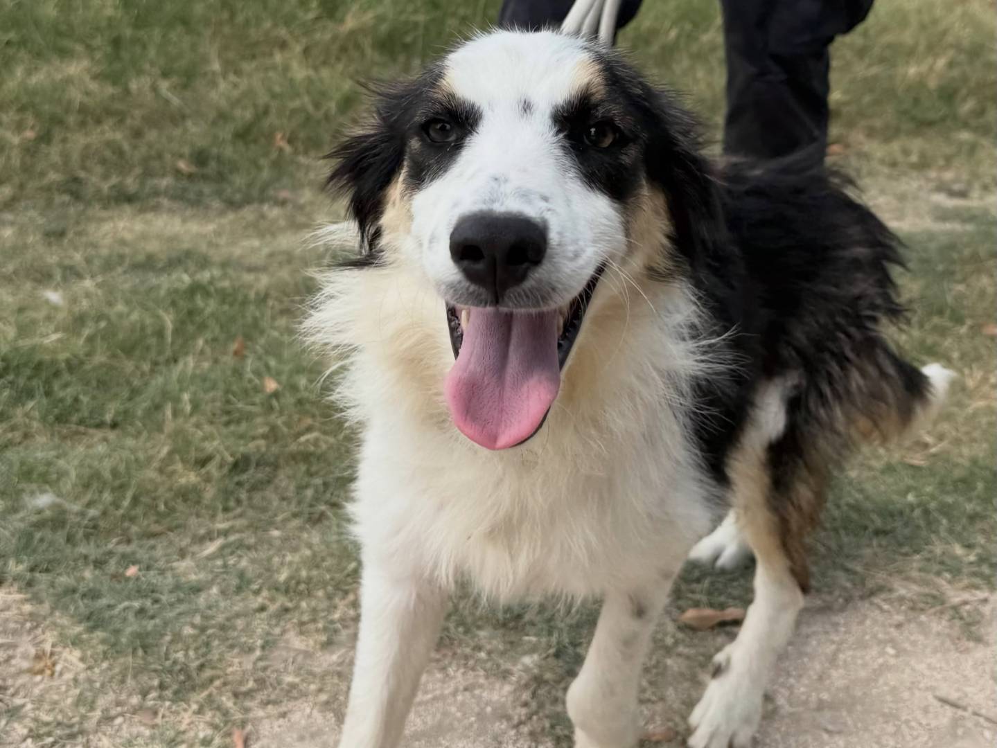 Adotta un cane, femmina, 8 mesi, Matera