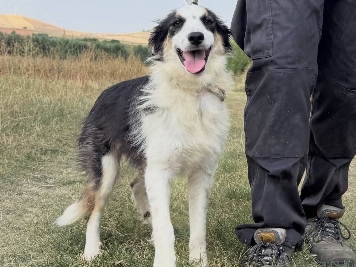 Vuoi adottare un cane a Matera?