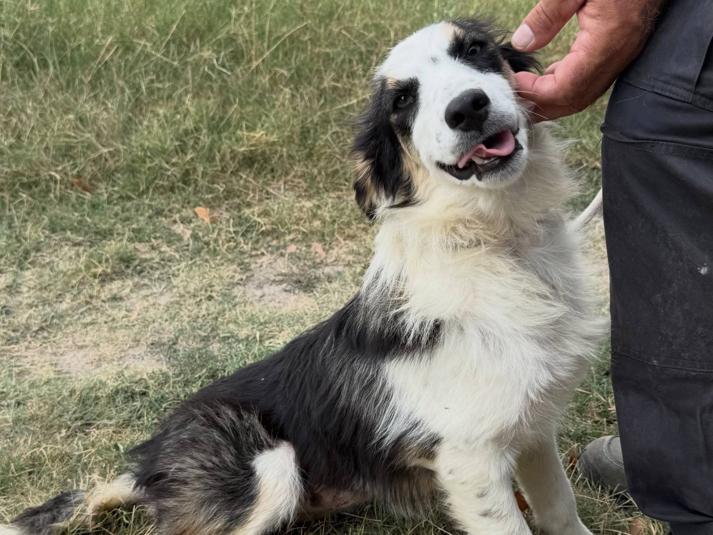 Adotta il cane Tracy a Matera