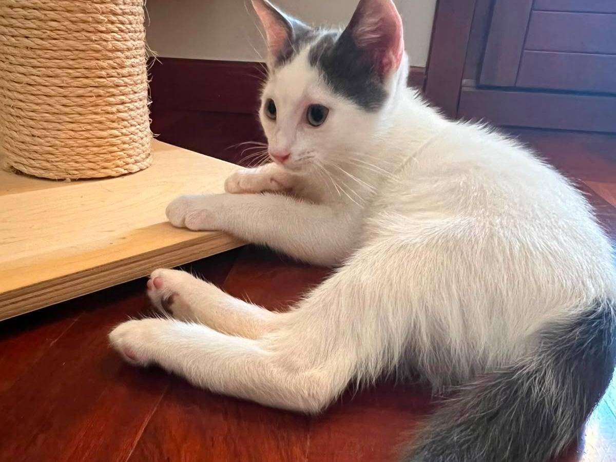 Adotta un gatto, maschio, 3 mesi, Ancona