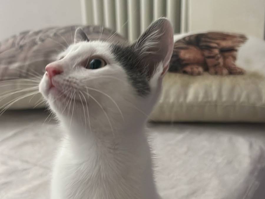 Adotta un gatto, taglia non valida, maschio, Ancona