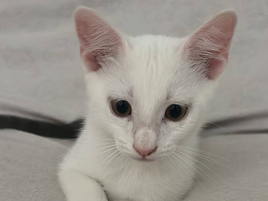 Adotta un gatto, maschio, 3 mesi, Ancona
