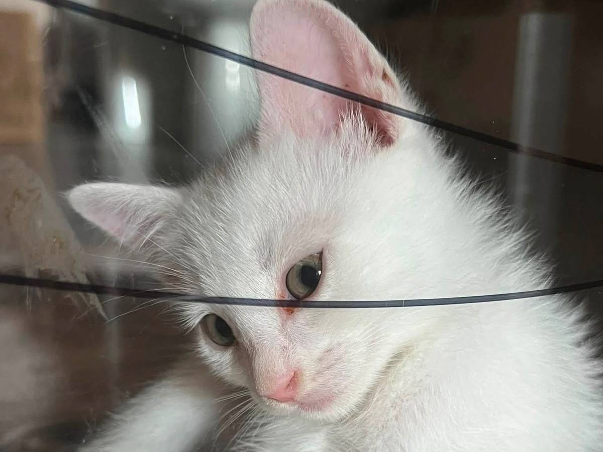 Adozione gatto, maschio, Razza sconosciuta Razza sconosciuta, 3 mesi, taglia non valida, Ancona