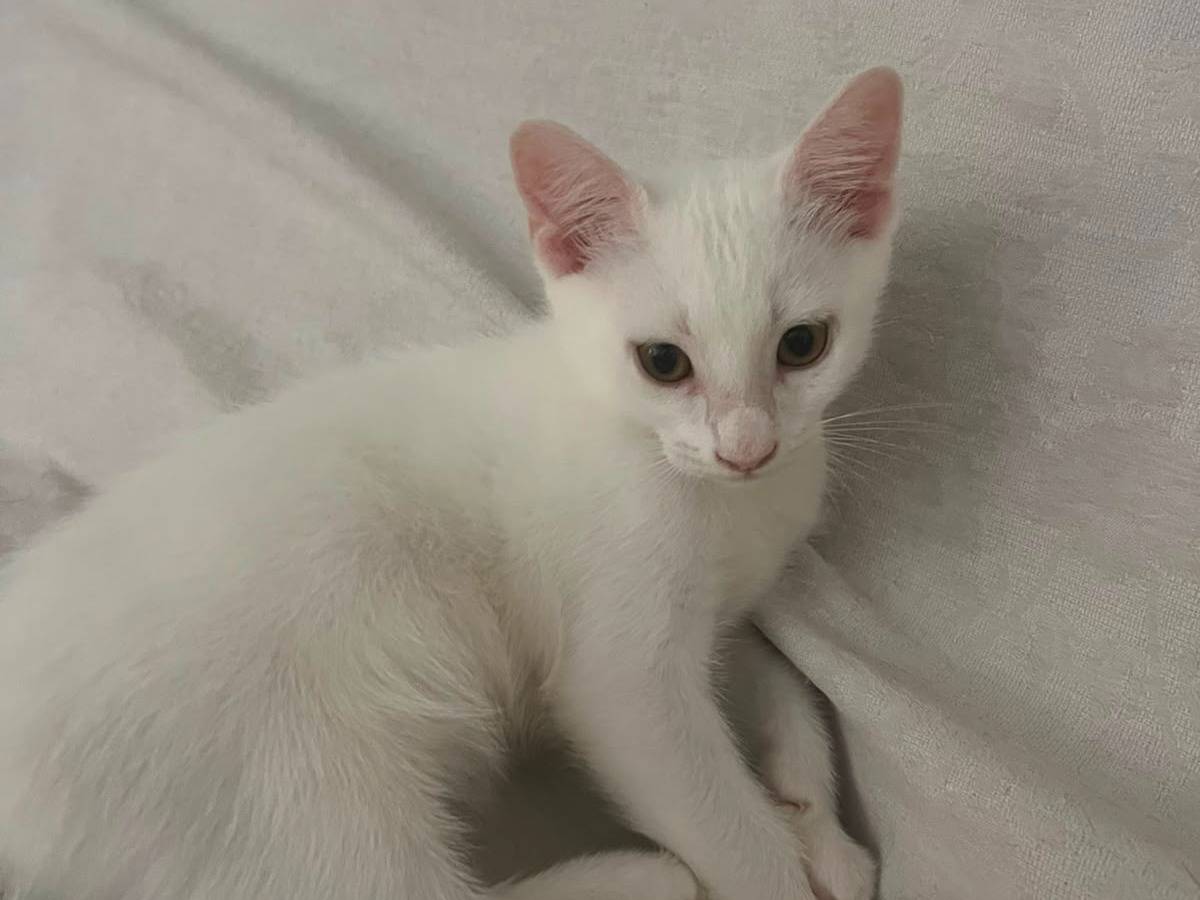 Adotta un gatto, taglia non valida, maschio, Ancona