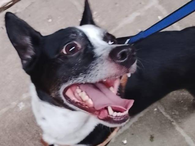 Adotta un cane, taglia piccola, maschio, Roma