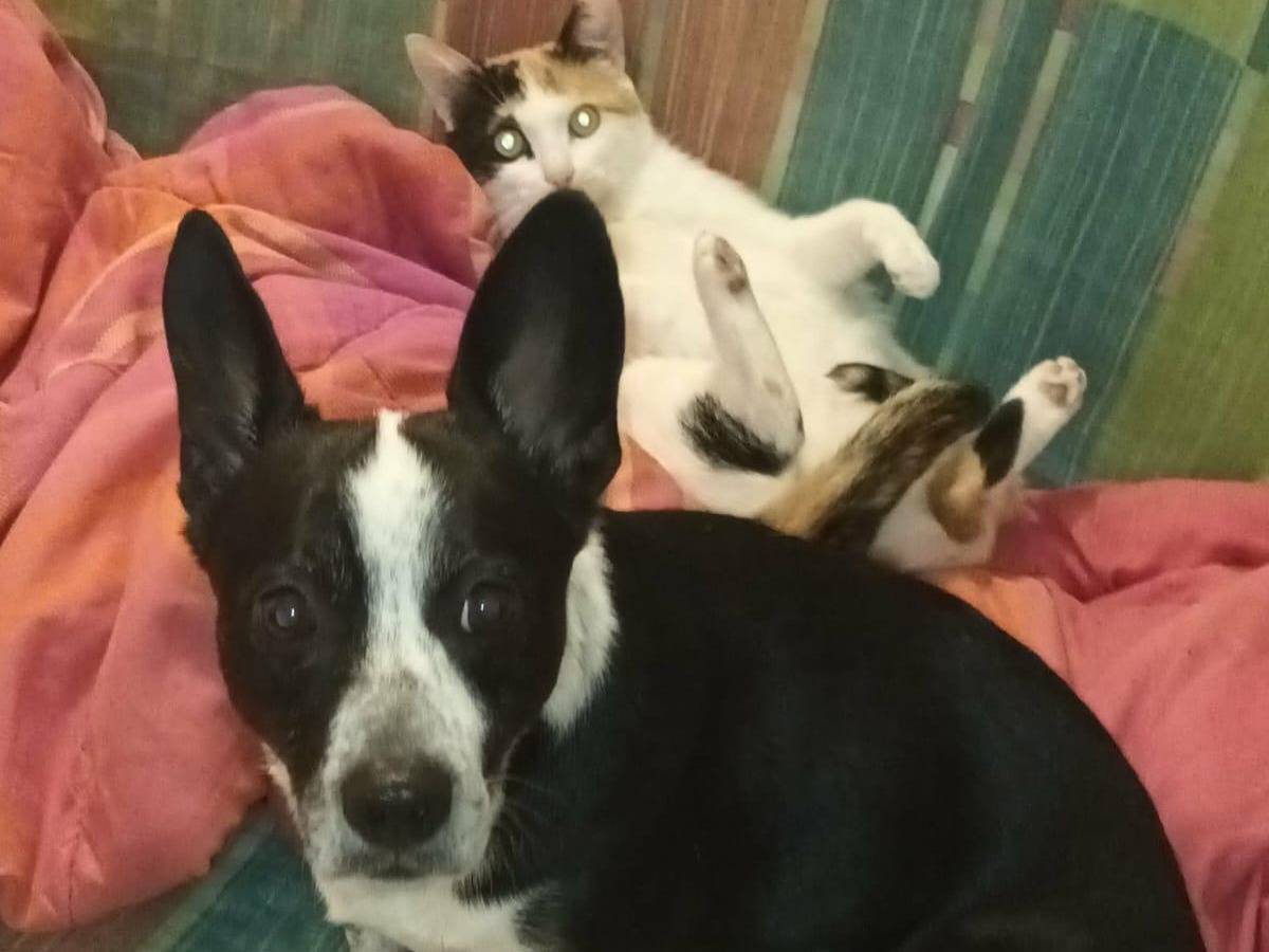 Adozione cane, maschio, Razza sconosciuta Razza sconosciuta, 2 anni e 8 mesi, taglia piccola, Roma