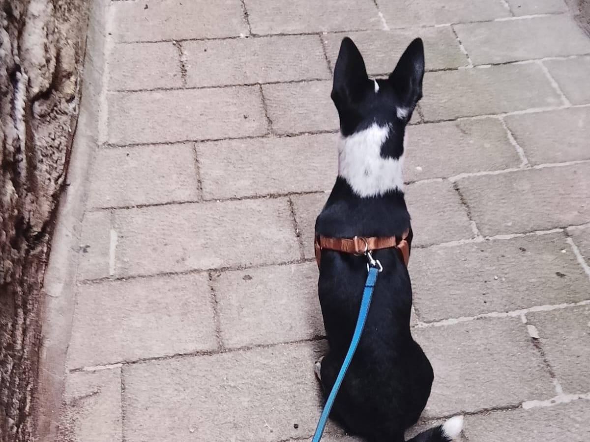 Vuoi adottare un cane a Roma?