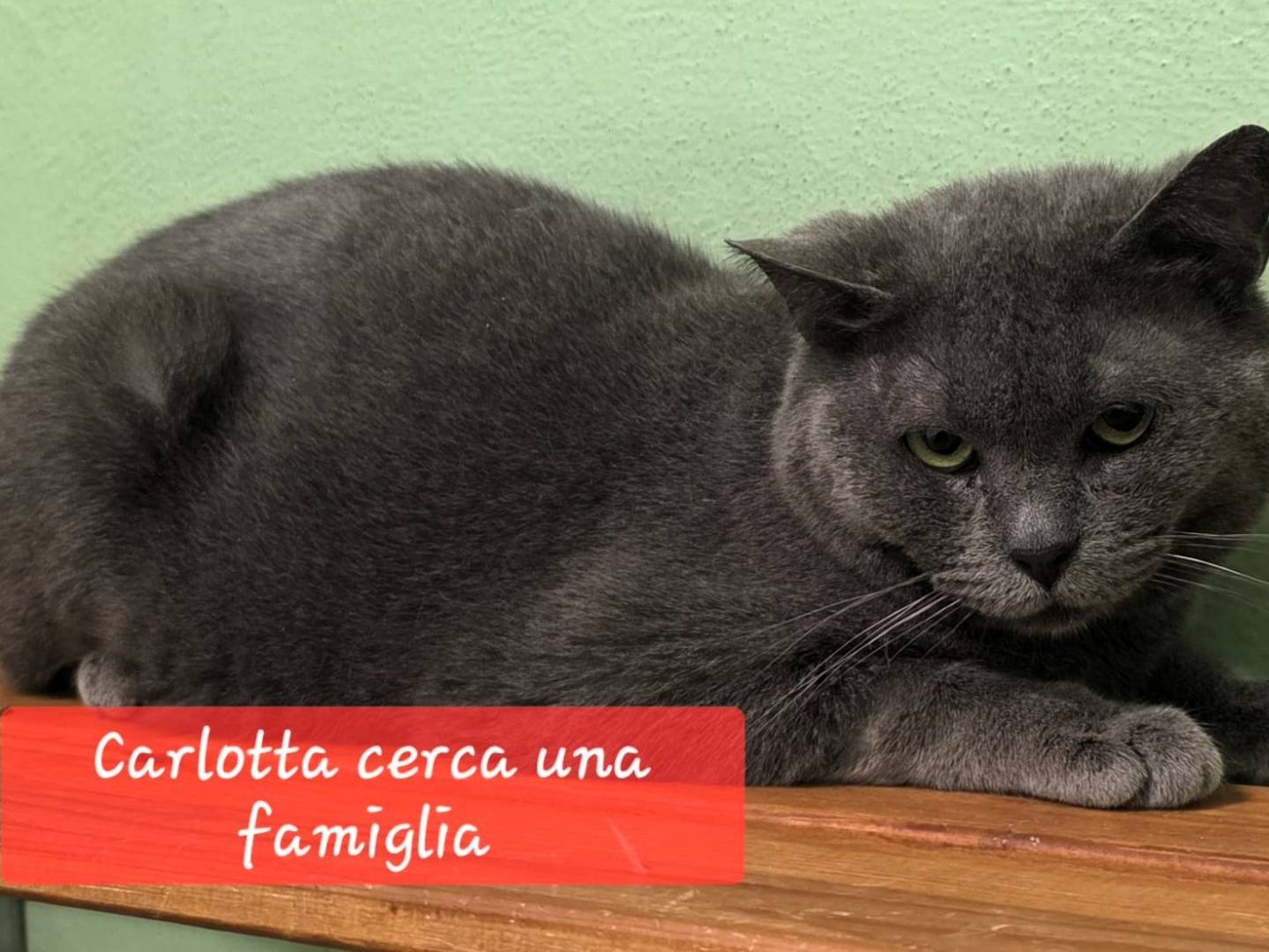 Adozione gatto, femmina, Razza sconosciuta Razza sconosciuta, 10 anni e 7 mesi, taglia non valida, Milano
