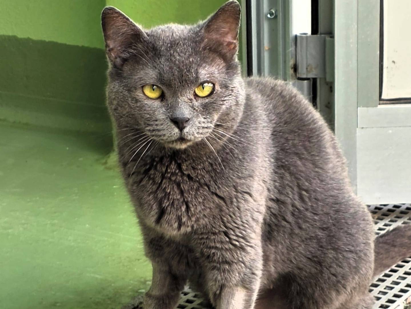 Adotta un gatto, femmina, 10 anni e 7 mesi, Milano