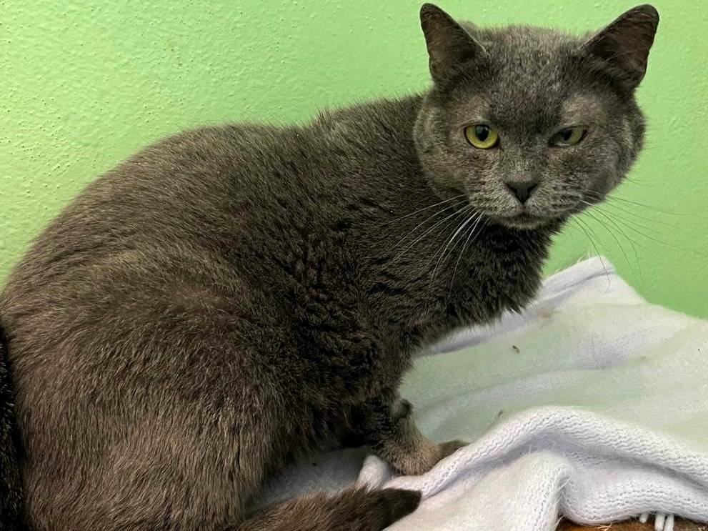 Adotta un gatto, taglia non valida, femmina, Milano
