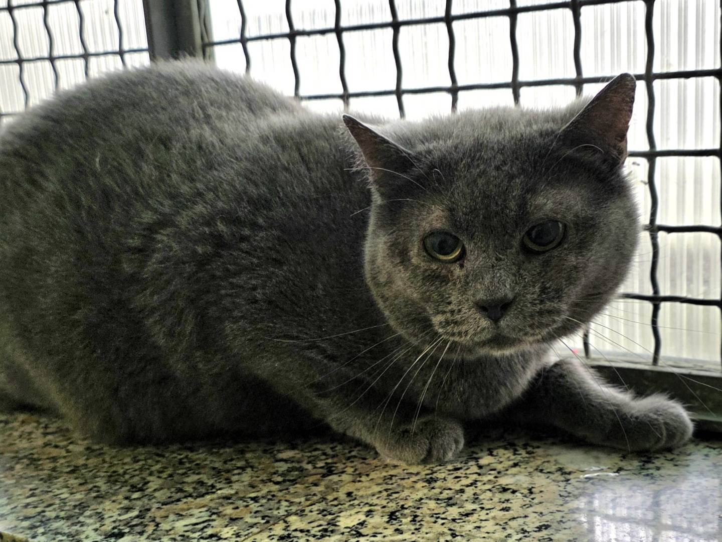 Vuoi adottare un gatto a Milano?