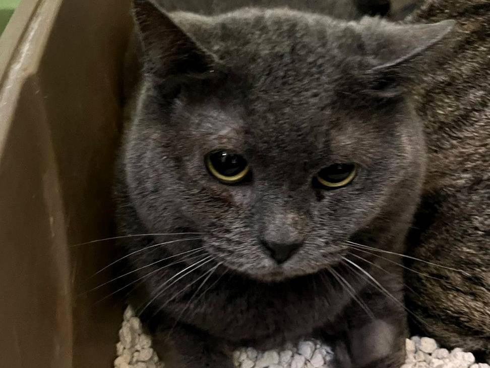 Adotta il gatto CARLOTTA a Milano