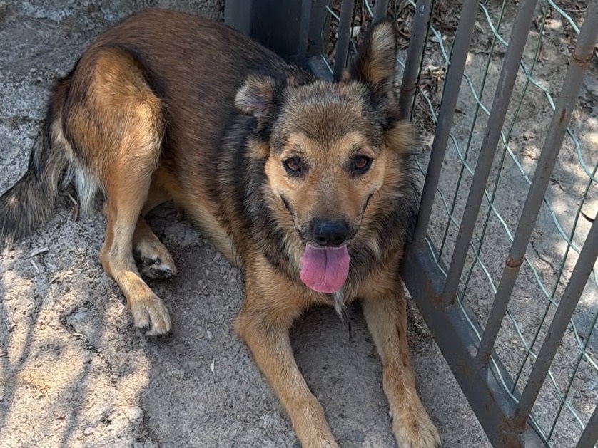 Adozione cane, femmina, Razza sconosciuta Razza sconosciuta, 2 anni e 6 mesi, taglia media contenuta, Latina