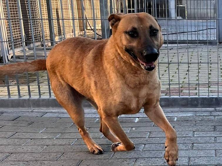 Adozione cane, maschio, Razza sconosciuta Razza sconosciuta, 9 anni, taglia grande, Milano