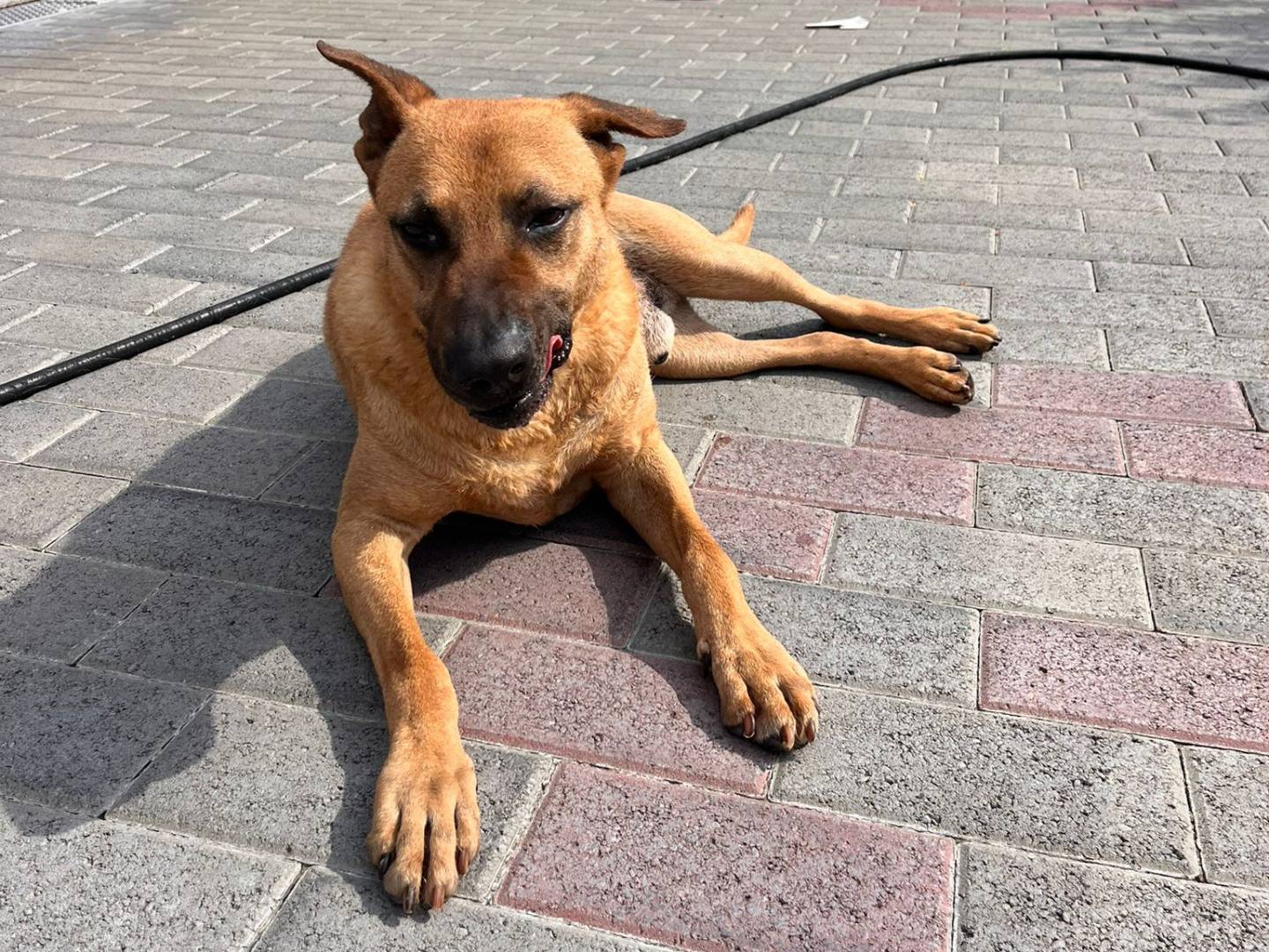 Adotta un cane, maschio, 9 anni, Milano