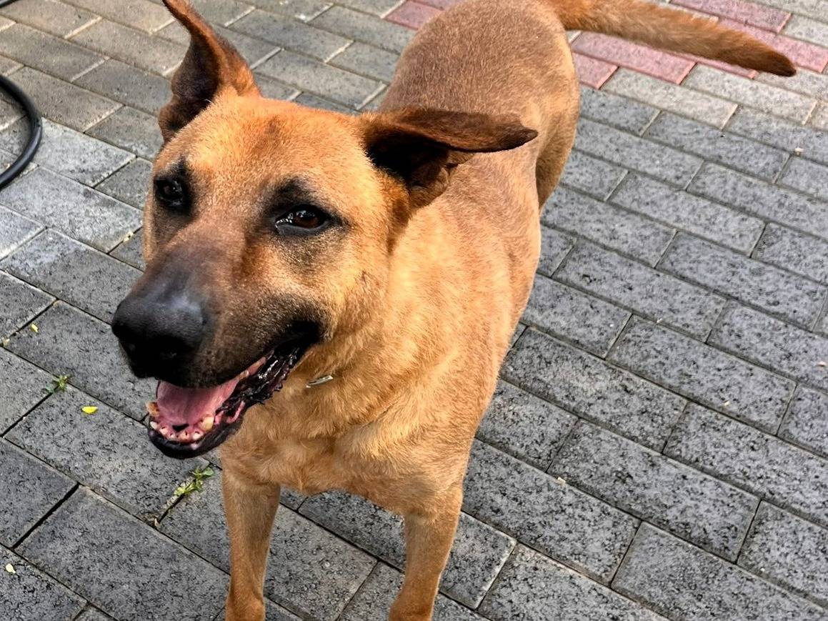 Adotta il cane ARGO a Milano