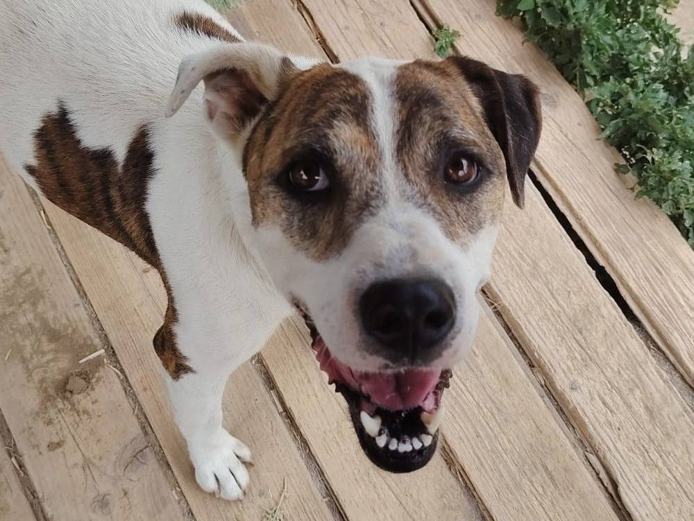 Adotta un cane, taglia media contenuta, maschio, Roma