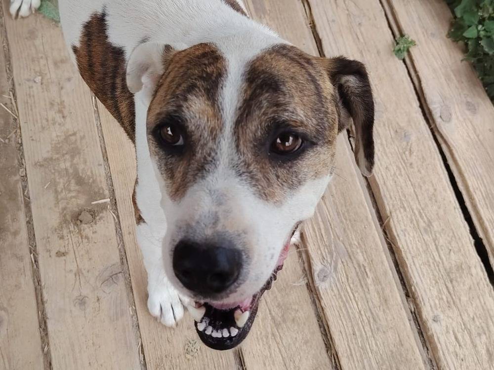 Adozione cane, maschio, Razza sconosciuta Razza sconosciuta, 6 anni e 3 mesi, taglia media contenuta, Roma