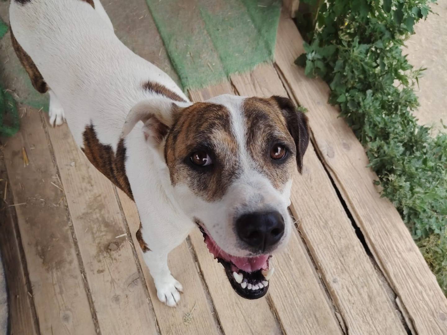 Adotta un cane, maschio, 6 anni e 3 mesi, Roma