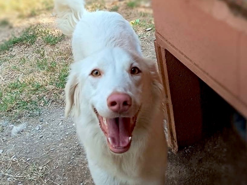 Adozione cane, femmina, Razza sconosciuta Razza sconosciuta, 1 anno e 5 mesi, taglia media, Viterbo