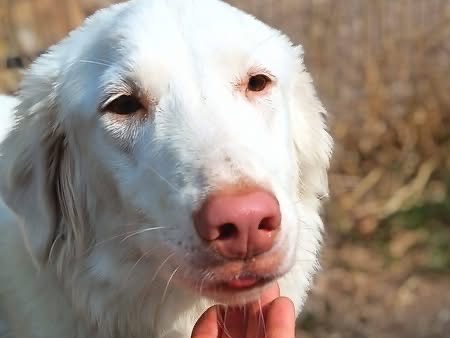 Adotta un cane, femmina, 1 anno e 5 mesi, Viterbo