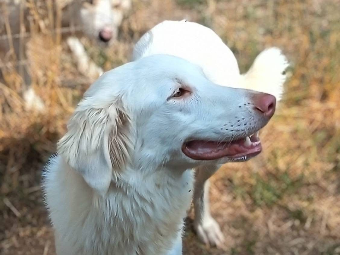 Adotta un cane, taglia media, femmina, Viterbo