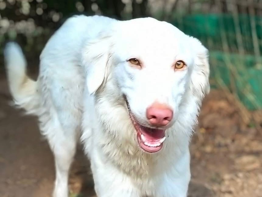 Vuoi adottare un cane a Viterbo?