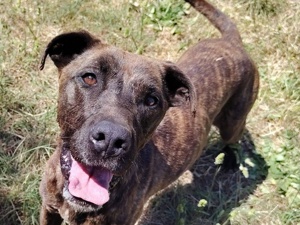 Adozione cane, femmina, Pitbull Razza sconosciuta, 7 anni e 2 mesi, taglia media, Roma