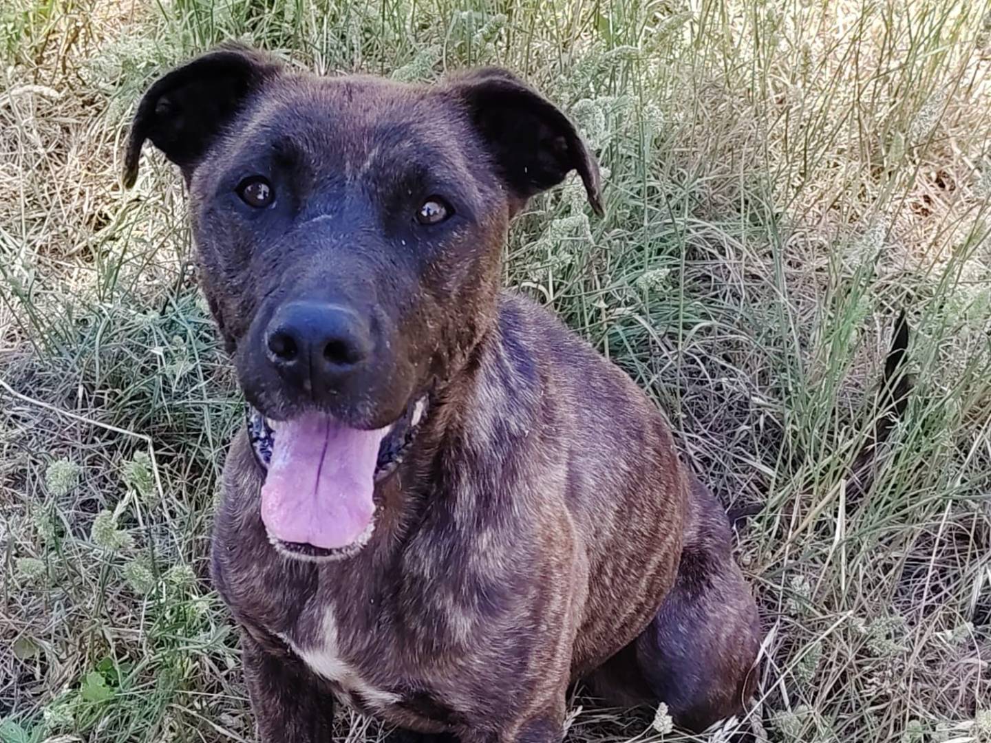 Adotta un cane, femmina, 7 anni e 2 mesi, Roma