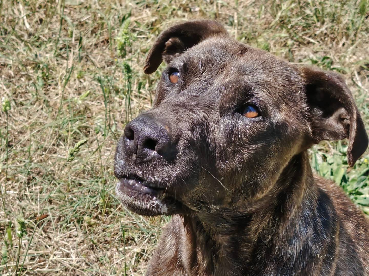 Adotta un cane, taglia media, femmina, Roma