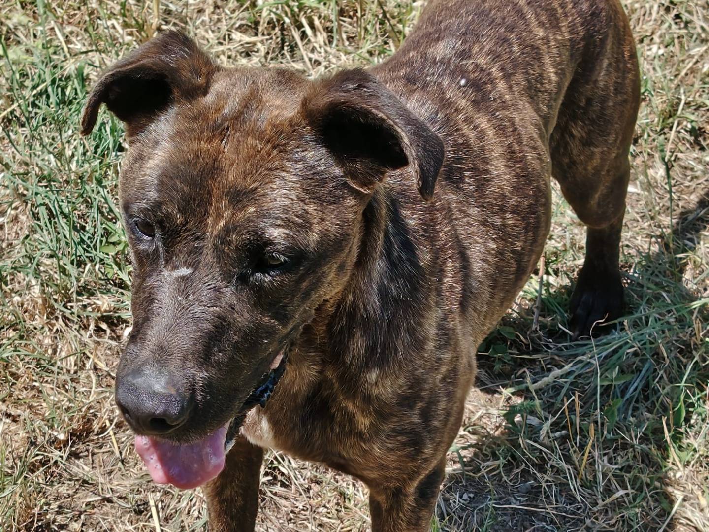 Vuoi adottare un cane a Roma?