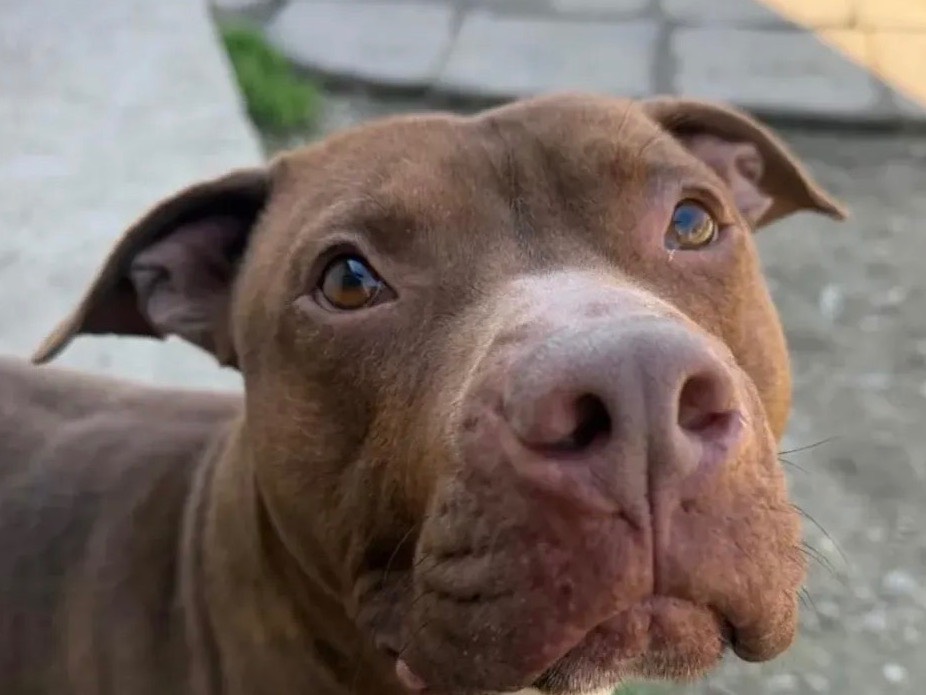 Adozione cane, maschio, Pitbull Razza sconosciuta, 1 anno e 7 mesi, taglia grande, Milano